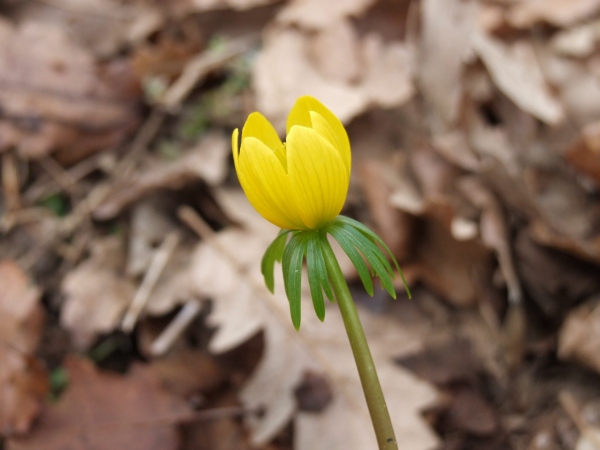 Eranthis hyemalis / Pi di gallo